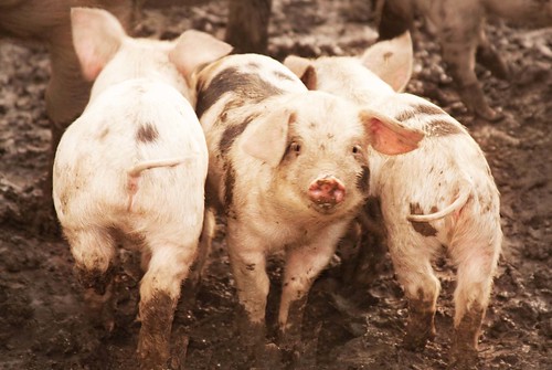 三匹の子豚から考える ニュージーランド留学のキックオフnz