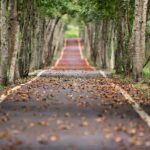 avenue, trees, road